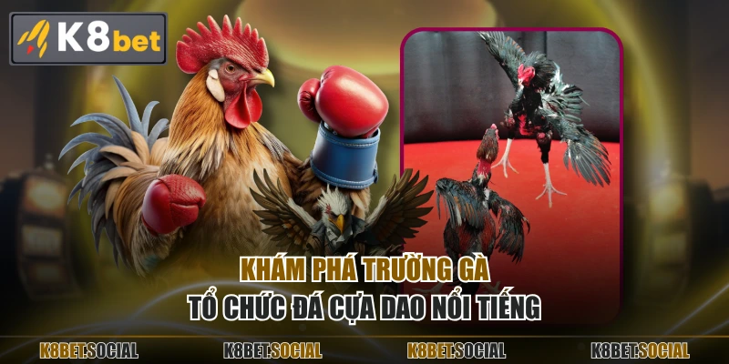 Khám phá trường gà tổ chức đá cựa dao nổi tiếng