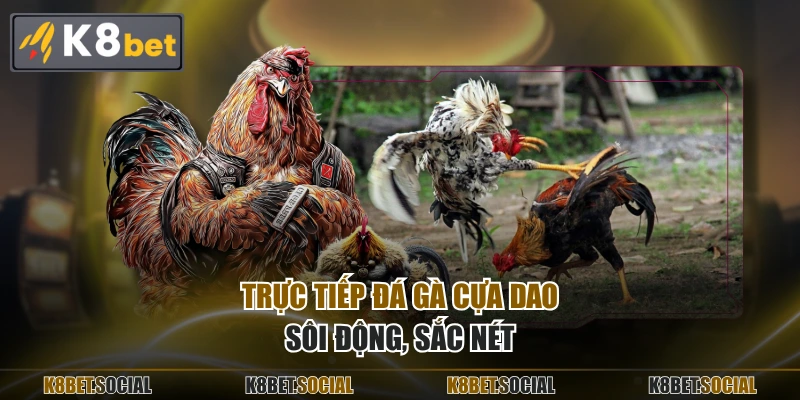 Trực tiếp đá gà cựa dao sôi động, sắc nét