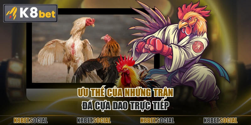 Ưu thế của những trận đá cựa dao trực tiếp
